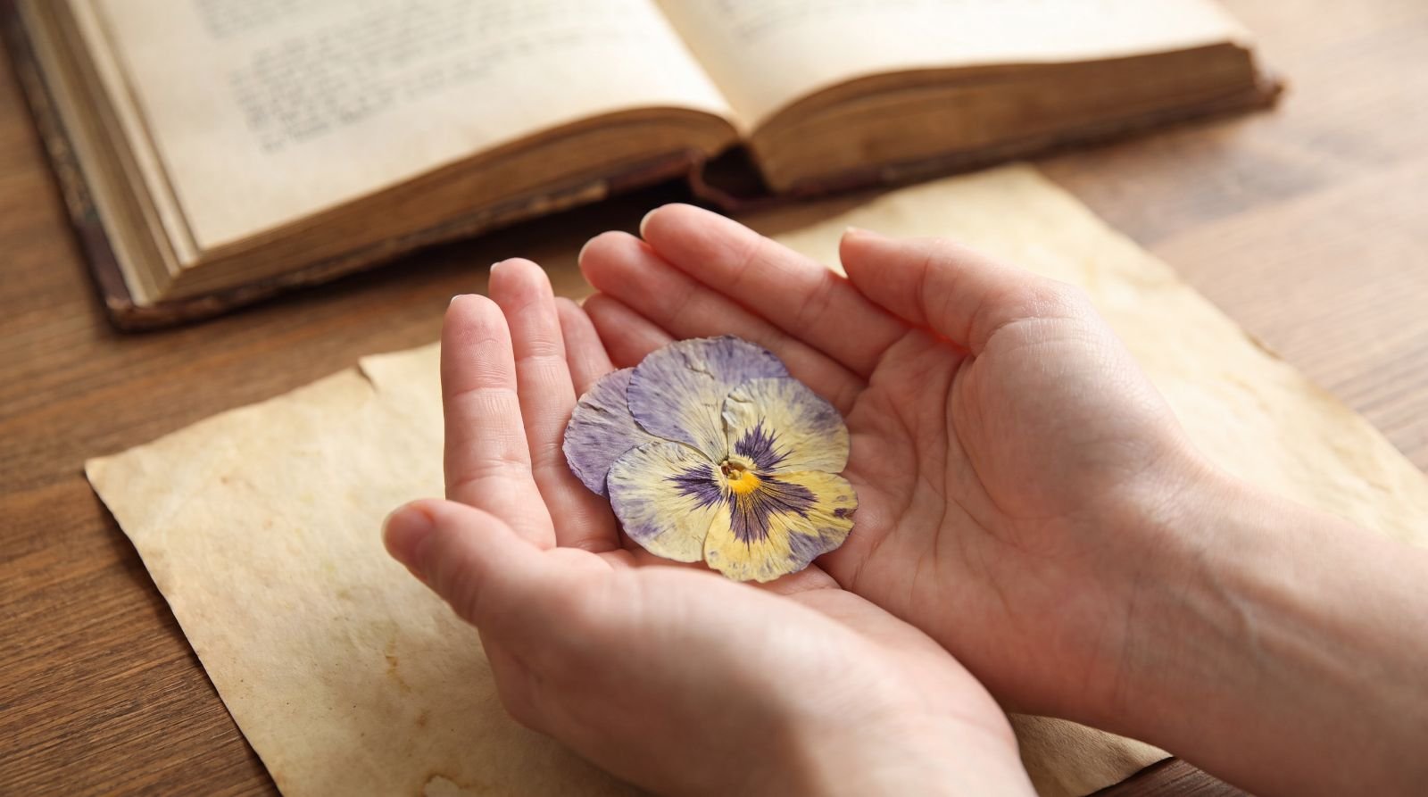 Two open hands holding a pressed pansy above an open book on a wooden table
